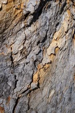 Close-up of Rough Tree Bark Texture Stock Photos