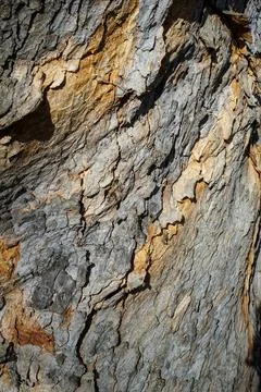 Close-up of Rough Tree Bark Texture Stock Photos