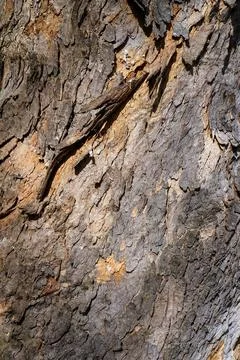 Close-up of Rough Tree Bark Texture Stock Photos