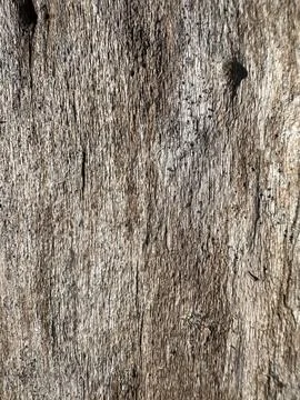 Close-Up of Rough Tree Bark Texture Stock Photos