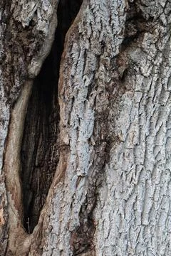 Close-up of rough tree bark texture with natural cracks and patterns. Foto stock