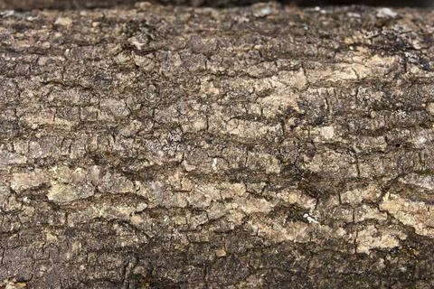 Close-up of rough tree bark texture with cracks and moss Stock Photos