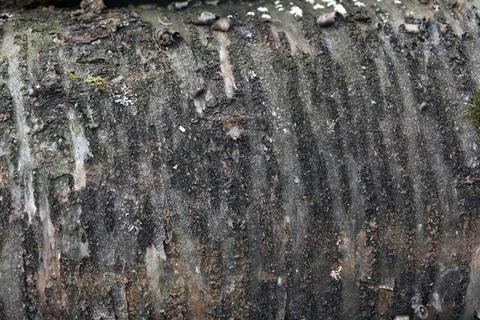 Close-up of rough tree bark texture with cracks and moss, background Stock Photos