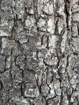 Close-Up of Rough Tree Bark Texture Stock Photos