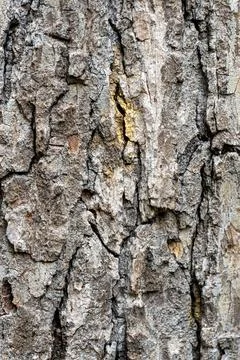 Close-Up of Rough Tree Bark Texture – Detailed Nature Background Stock Photos