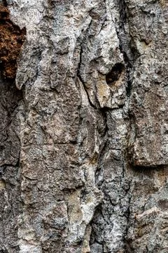 Close-Up of Rough Tree Bark Texture – Nature Background Stock Photos