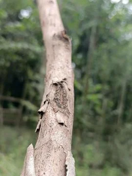 Close up of rough tree bark texture in nature Stock Photos