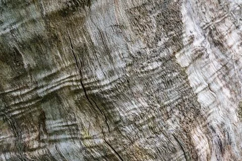 Close-up of rough tree bark texture with natural patterns and lines Stock Photos