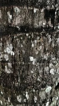 Close Up of Rough Tree Bark Texture with Natural Patterns Foto stock