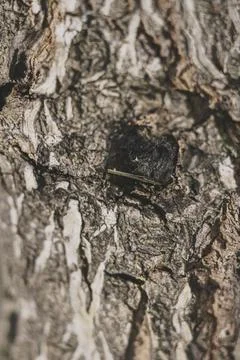 Close up of rough tree bark texture, natural wooden background Stock Photos