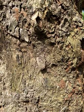 Close-up of rough tree bark texture Foto stock