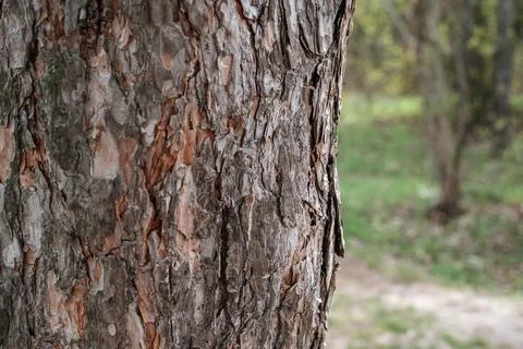 Close up of rough tree bark texture showing natural brown and gray patterns. Stock Photos