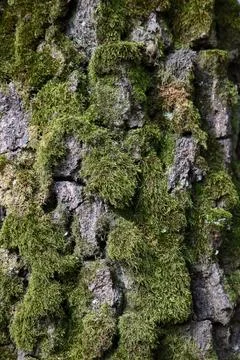 Close up of rough tree bark texture covered with green moss Fotos de archivo