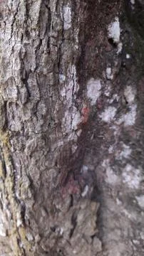 Close-up of Rough Tree Bark Texture Фото