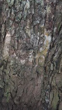 Close-up of Rough Tree Bark Texture Фото