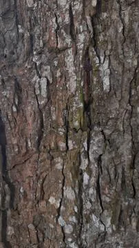 Close-up of Rough Tree Bark Texture Фото