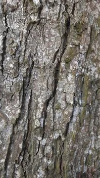 Close-up of Rough Tree Bark Texture Фото