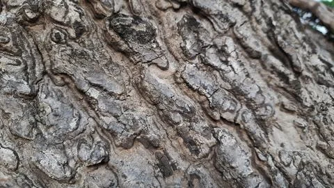 Close-up of Rough Tree Bark Texture Фото