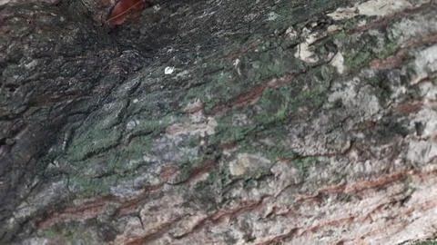 Close-up of Rough Tree Bark Texture Fotos Stock