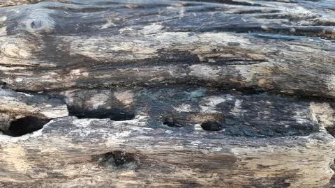 Close-up of Rough Tree Bark Texture 写真素材