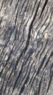 Close-up of Rough Tree Bark Texture Фото