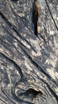 Close-up of Rough Tree Bark Texture Fotos de archivo