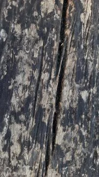 Close-up of Rough Tree Bark Texture Foto stock