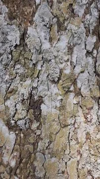 Close-up of Rough Tree Bark Texture Photos