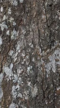 Close-up of Rough Tree Bark Texture Fotos de archivo