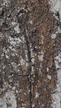 Close-up of Rough Tree Bark Texture 写真素材