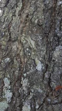 Close-up of Rough Tree Bark Texture Fotos de archivo