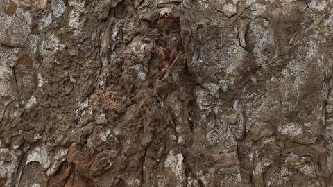 Close-up of Rough Tree Bark Texture Fotos Stock
