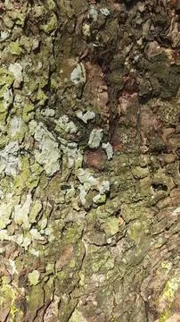 Close-up of Rough Tree Bark Texture Fotos Stock