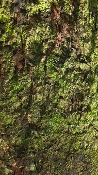 Close-up of Rough Tree Bark Texture Fotos Stock