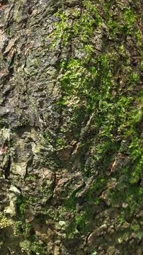Close-up of Rough Tree Bark Texture Fotos Stock