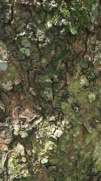 Close-up of Rough Tree Bark Texture Photos