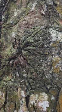 Close-up of Rough Tree Bark Texture Fotos de archivo