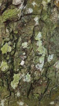 Close-up of Rough Tree Bark Texture Фото