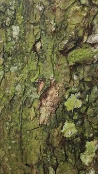 Close-up of Rough Tree Bark Texture Stockfoto's