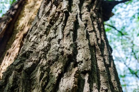Close Up of Rough Tree Bark Texture Stock Photos