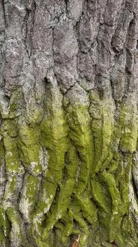 Close up of rough tree bark texture heavily covered with bright green moss on 库存照片