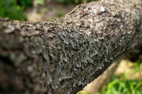 Close-up of rough tree bark texture in natural forest outdoor setting Stock Photos