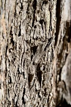 Close-up of Rough Tree Bark Texture and Grooves Photos