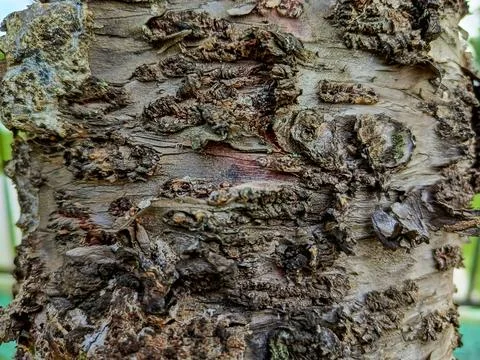Close Up of Rough Tree Bark Texture with Natural Wood Pattern Stock Photos