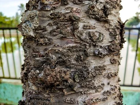 Close Up of Rough Tree Bark Texture with Natural Wood Pattern Stock Photos