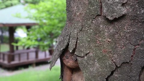 Close-up of Rough Tree Bark with Traditional Korean Pavilion in Background Stock Footage 333356109