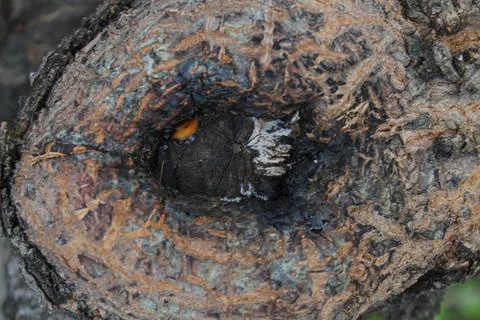 Close-up of a rough tree knot with textured bark and natural wood patterns Stock Photos