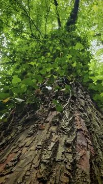 Close-up of a rough tree trunk with green ivy and texture in the forest, hiking Stock Photos