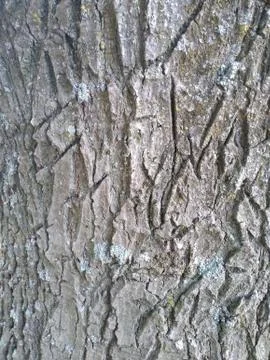 Close up rough tree trunk shell Stock Photos