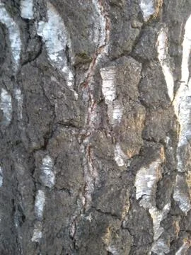 Close up rough tree trunk shell Stock Photos